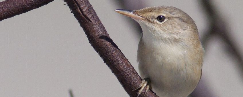 Acrocephalus palustris. Bosrietzanger