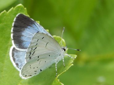 Vrouwtjes van het boomblauwtje zijn te herkennen aan de grote zwarte vleugelrand