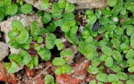 Bloeiend slaapkamergeluk