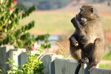 Some male baboons still find their way into the City’s urban spaces in search of fast food