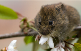 Rosse woelmuis. Myodes glareolus