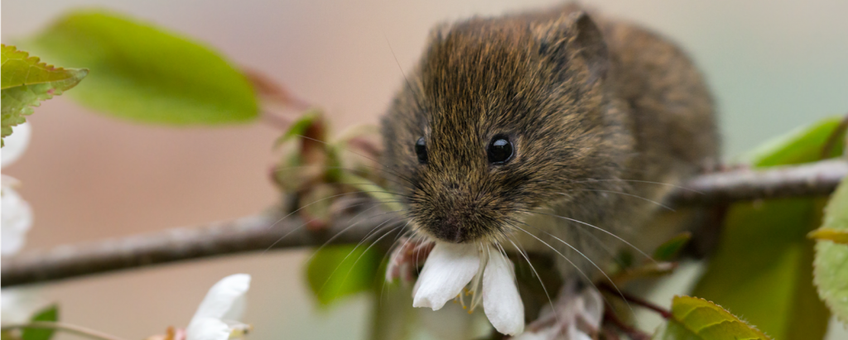 Rosse woelmuis. Myodes glareolus