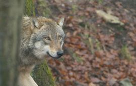 Cees van Kempen (Ispida Wildlife Productions) Wolf