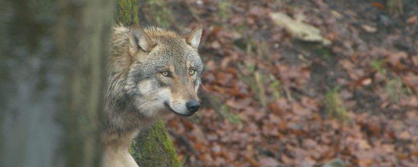 Wolf