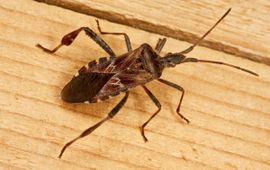 Leptoglossus occidentalis