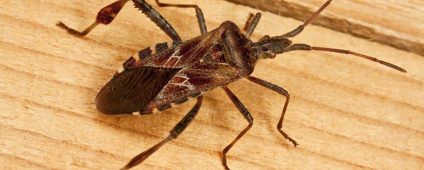 Leptoglossus occidentalis