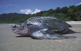 Lederschildpad op tropisch legstrand (de Nicobaren)