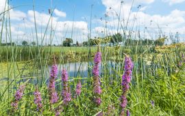 Shutterstock Biodiversiteit akkerrand