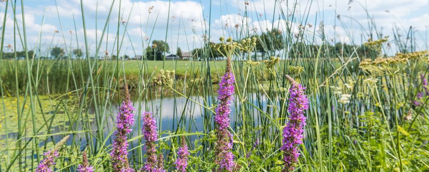 Biodiversiteit akkerrand