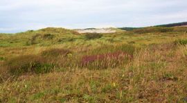 Duingrasland in het Noordhollands Duinreservaat.