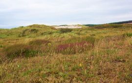 Duingrasland in het Noordhollands Duinreservaat.