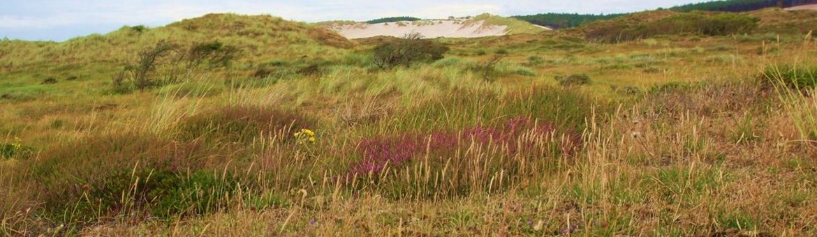 Duingrasland in het Noordhollands Duinreservaat.