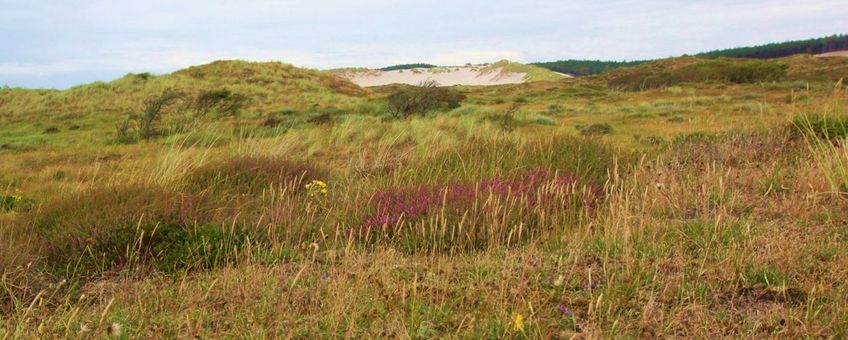 Duingrasland in het Noordhollands Duinreservaat.