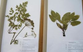 Herbariummateriaal
Foto: Theo Peterbroers