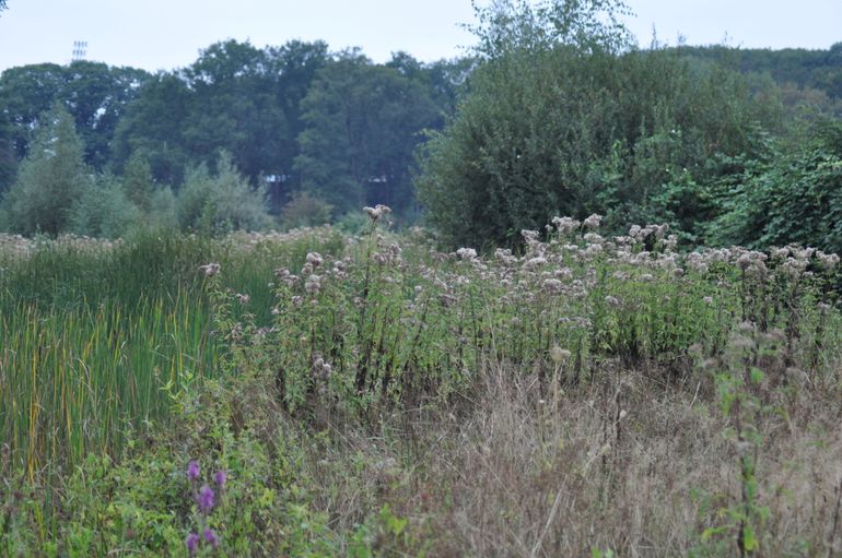 De droogte viel hier half september 2020, na een erg droge periode, nog enorm mee, doordat het water beter wordt vastgehouden