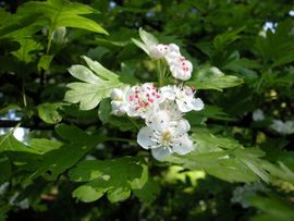 Saxifraga-Sasha van der Sleesen Crataegus monogyna 1, Eenstijlige meidoorn, common hawthorn
