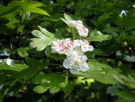 Crataegus monogyna 1, Eenstijlige meidoorn, common hawthorn