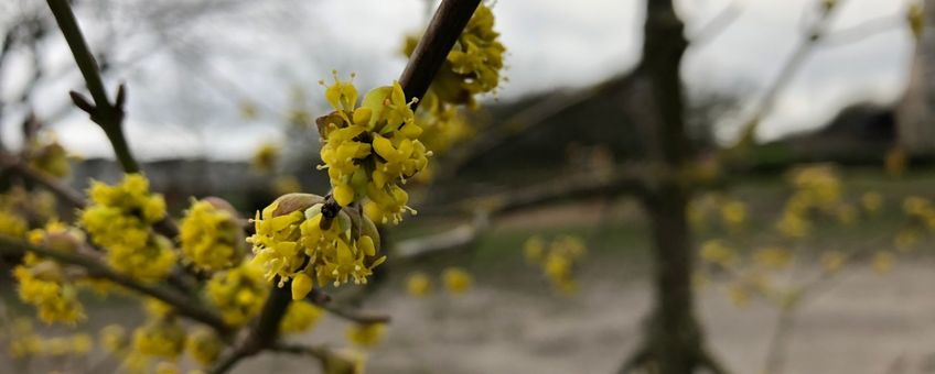 Gele kornoelje