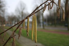 Bloeiende hazelaar op 3 januari in Ede