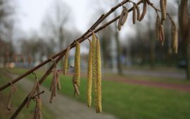 Arnold van Vliet Bloeiende hazelaar op 3 januari in Ede