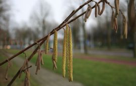 Bloeiende hazelaar op 3 januari in Ede