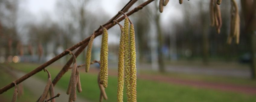 Bloeiende hazelaar op 3 januari in Ede