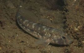 Stichting Anemoon zwarte gondel