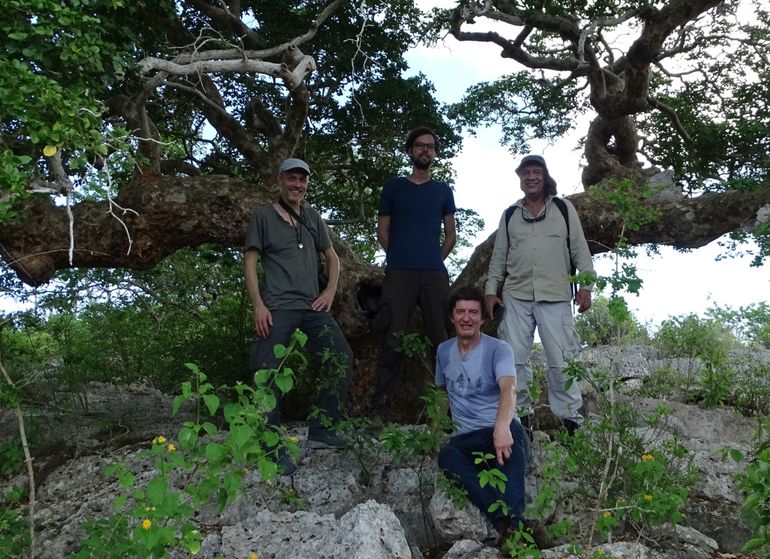 Research team under a several hundred years old Guaiacum officinale