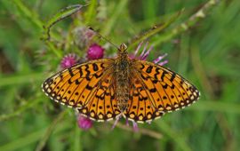 Boloria selene. Zilveren maan