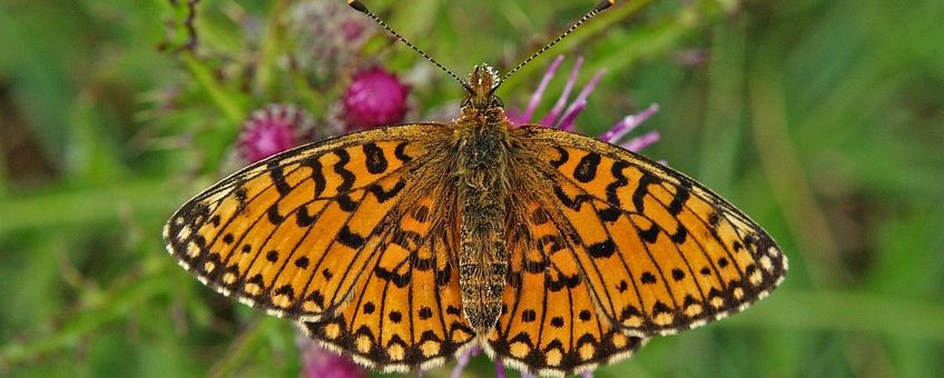 Boloria selene. Zilveren maan