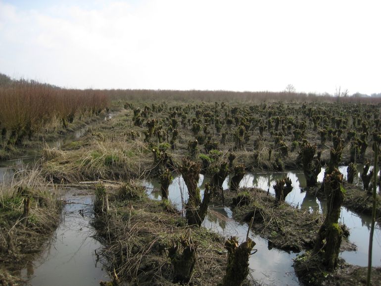 Sterlinggriend, een hakgriend in de Sliedrechtse Biesbosch (2009)