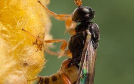 Eenmalig gebruik.
Lysibia nana parasiteert poppen van Cotesia glomerata (Nina Fatouros, www.bugsinthepicture.com)