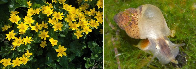 De Spindotterbloem (links) en het Getijdenslakje (rechts) zijn sterk afhankelijk van een grote getijdenslag. Als deze kleiner wordt zullen deze soorten afnemen en mogelijk op den duur verdwijnen