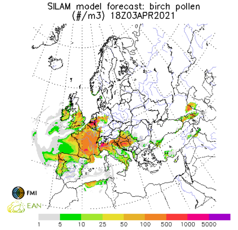 Europese pollenverwachting berk voor zaterdag 3 april om 18 uur (gemaakt op 31 maart)