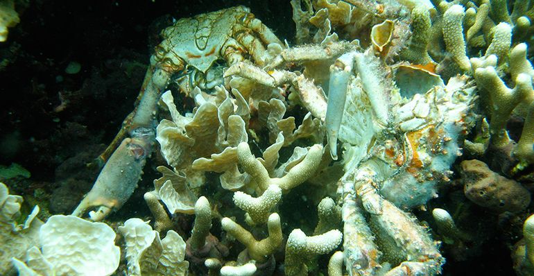 Low oxygen caused the death of corals and crabs in Bocas del Toro, Panama