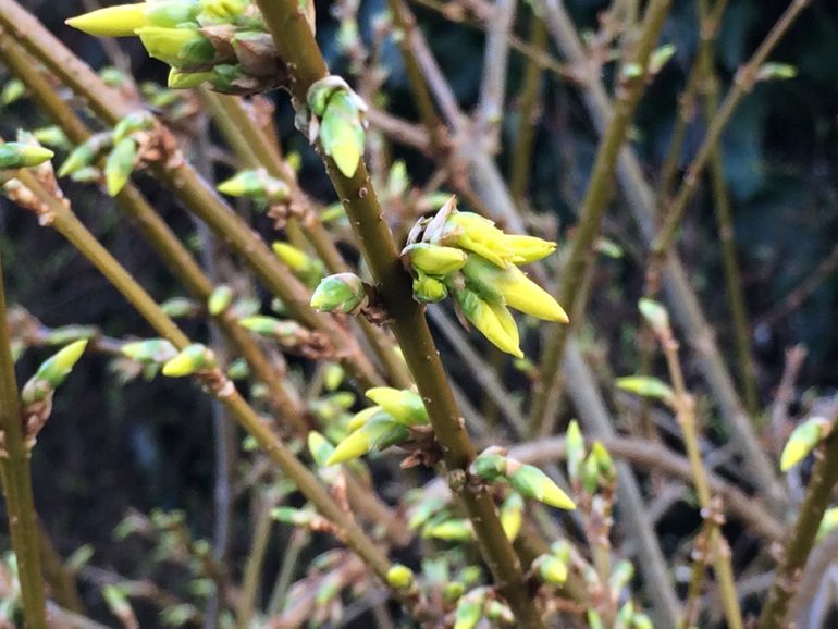 Forsythia staat op het punt in bloei te komen op 14 maart 2018 in Ede