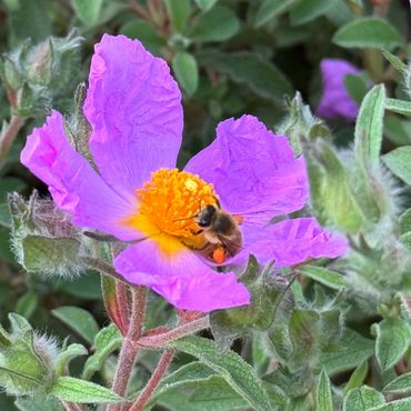 Cistus creticus