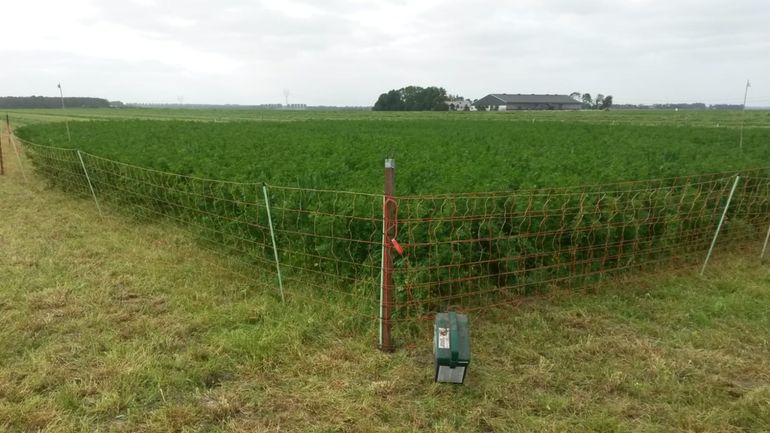 Het eerste beschermde nest van een grauwe kiekendief in 2018, liggend in een net gemaaid luzerneperceel. Flevoland, 17 mei 2018.