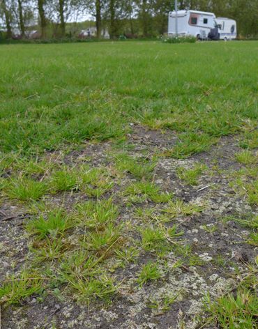 Kale plekken op de camping met op de voorgrond Wintersponsvorkje