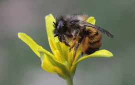 Osmia bicornis, Rosse Metselbij
