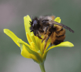 Osmia bicornis, Rosse Metselbij