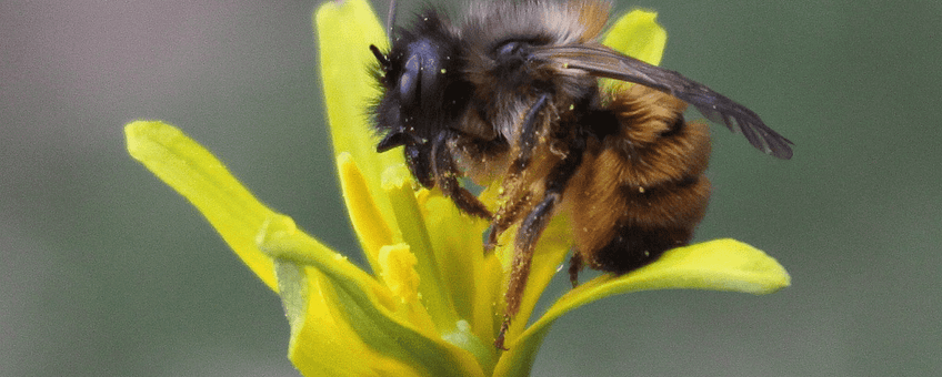 Osmia bicornis, Rosse Metselbij