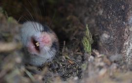 Bram Sturm Eikelmuis in winterslaap