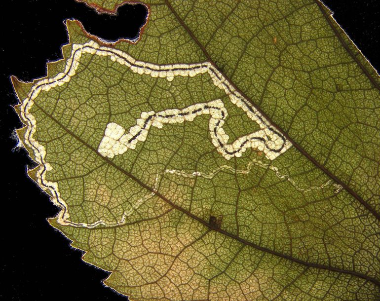 Verlaten bladmijn in gedroogd blad, Italië, Naturno, 1934
