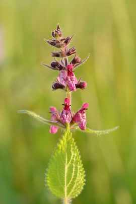 Ivar Leidus - Wikipedia Bosandoorn, hedge woundwort