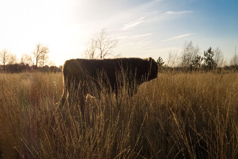 Galloway in het zonlicht