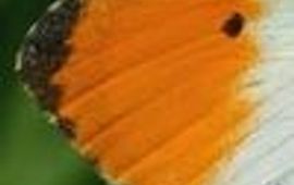 veling oranje boven