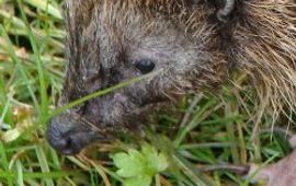 D.Greydanus egel uitsnede