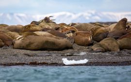 Walrussen in het Noordpoolgebied