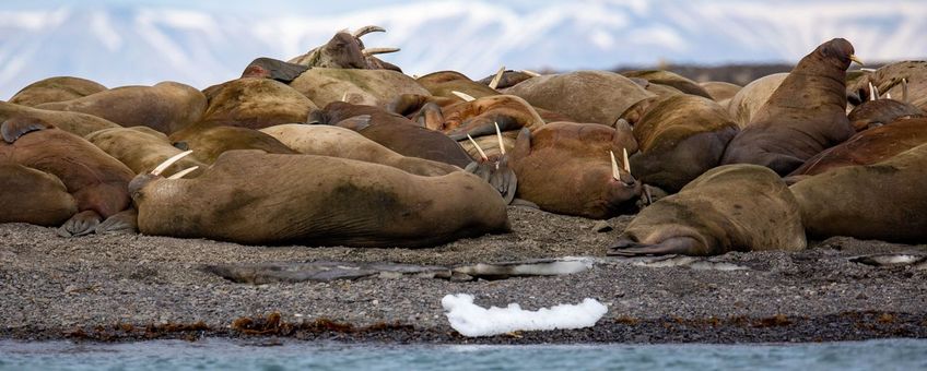 Walrussen in het Noordpoolgebied